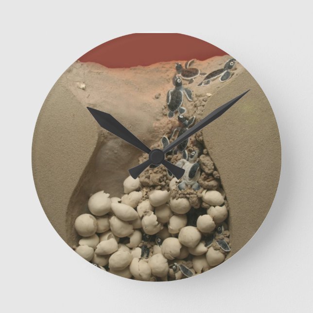 Baby Turtle Eggs Hatching Round Clock (Front)
