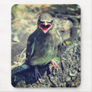 Baby Waxwing Fledgling Bird Nature Mouse Pad