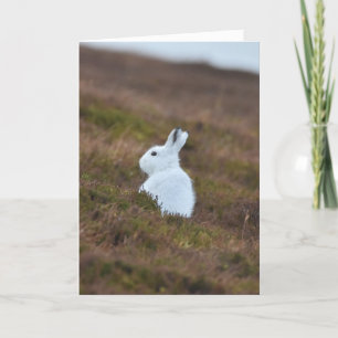 Baby White Hare Card
