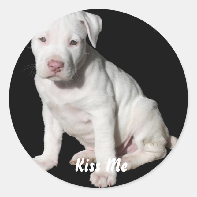 Baby White Pitbull Puppy Classic Round Sticker (Front)