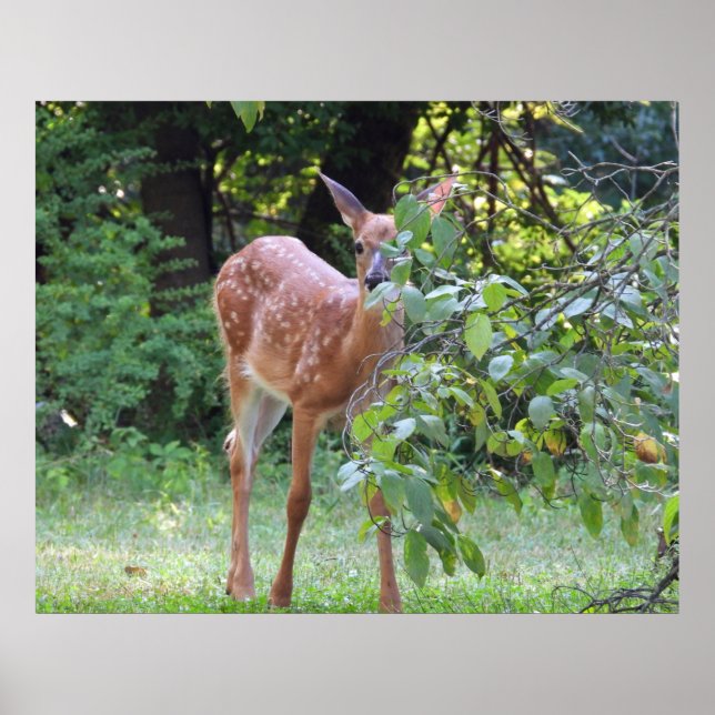 Baby White Tailed Deer Fawn Poster (Front)