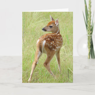 Baby Whitetail Deer Fawn 6 Greeting Card