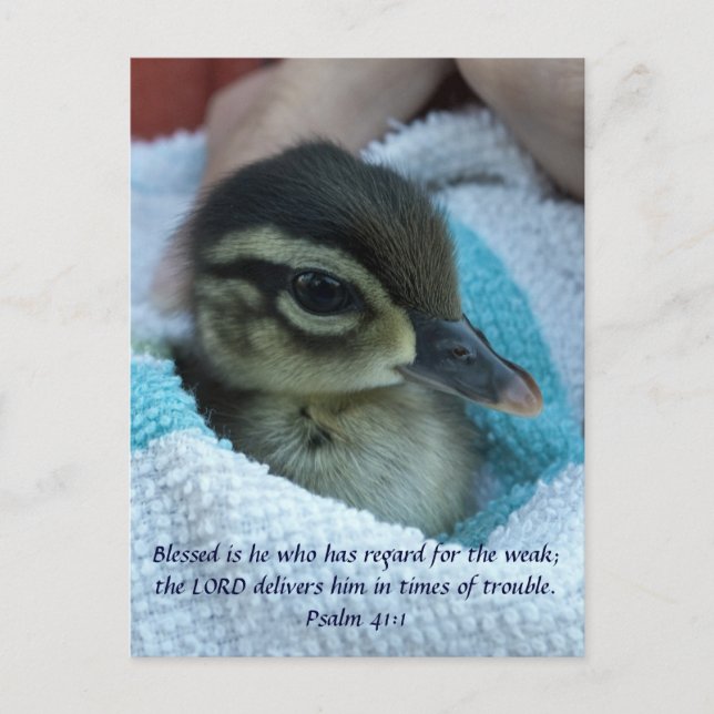 Baby Wood Duck Postcard (Front)