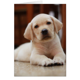 Baby Yellow Labrador Puppy Dog laying on Belly