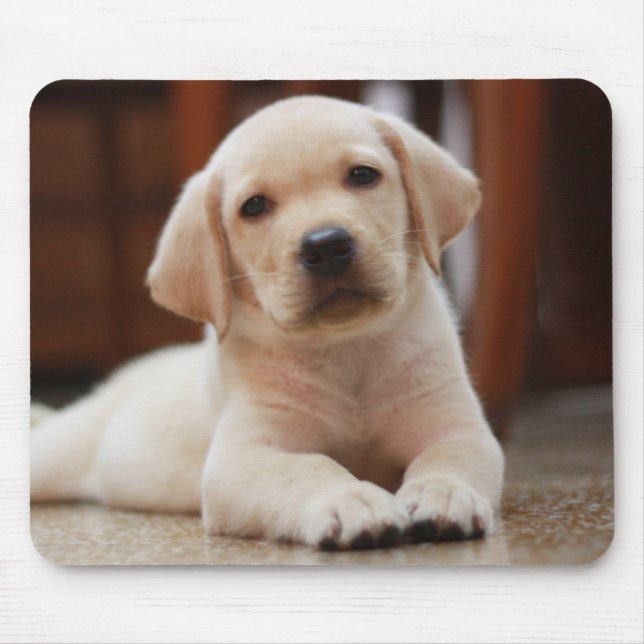 Baby Yellow Labrador Puppy Dog laying on Belly Mouse Pad (Front)