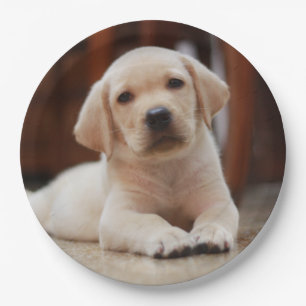 Baby Yellow Labrador Puppy Dog laying on Belly Paper Plate