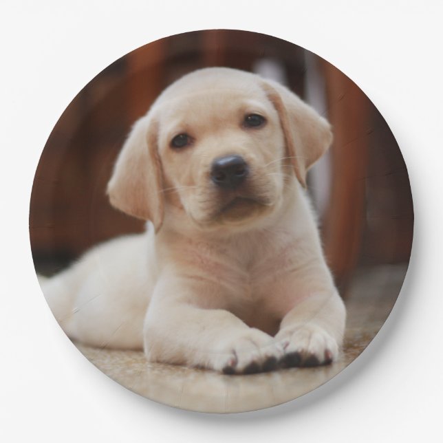Baby Yellow Labrador Puppy Dog laying on Belly Paper Plate (Front)