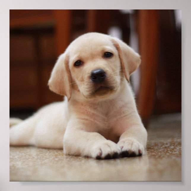 Baby Yellow Labrador Puppy Dog laying on Belly Poster (Front)