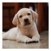 Baby Yellow Labrador Puppy Dog laying on Belly