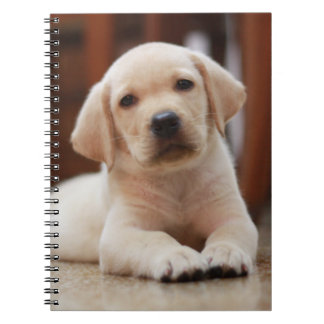 Baby Yellow Labrador Puppy Dog laying on Belly Spiral Notebook