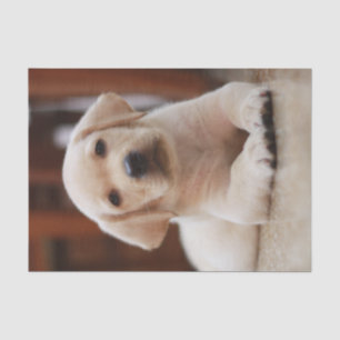 Baby Yellow Labrador Puppy Dog laying on Belly Tissue Paper