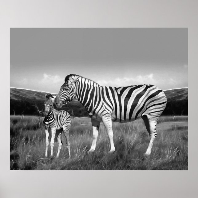 Baby Zebra and mum Poster (Front)