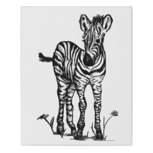 Baby Zebra Black and White