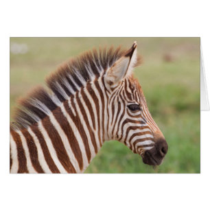 Baby zebra head, Tanzania