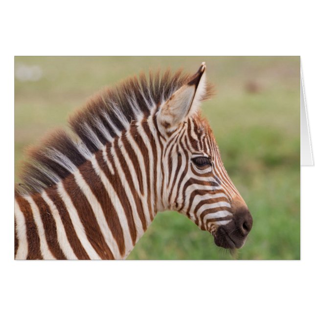 Baby zebra head, Tanzania (Front Horizontal)