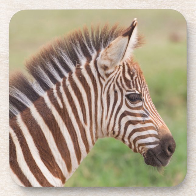 Baby zebra head, Tanzania Coaster (Front)