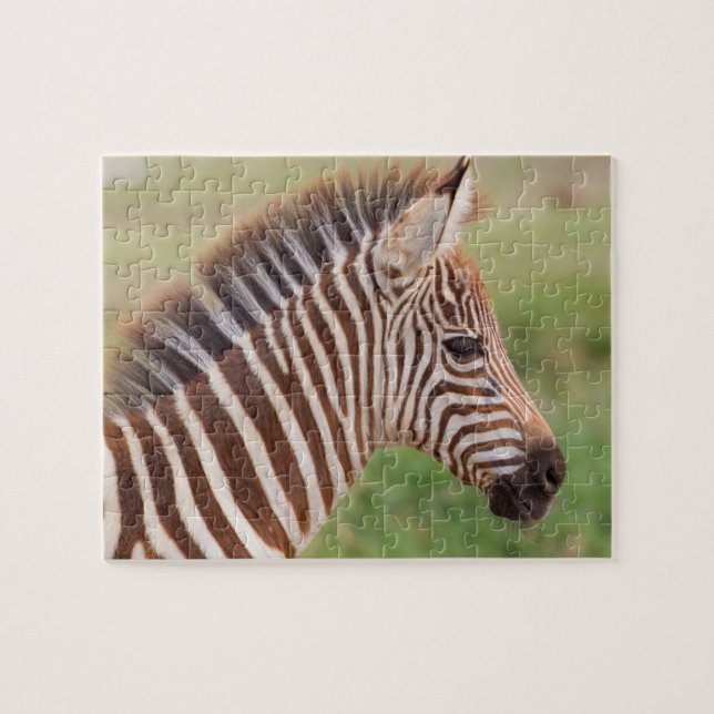 Baby zebra head, Tanzania Jigsaw Puzzle (Horizontal)