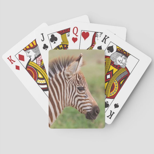 Baby zebra head, Tanzania Playing Cards (Back)
