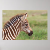 Baby zebra head, Tanzania