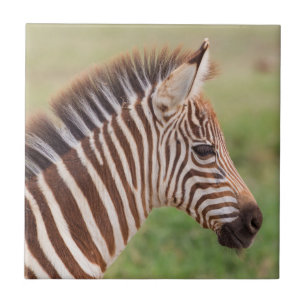 Baby zebra head, Tanzania Tile