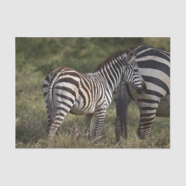 Baby Zebra in Africa Tissue Paper (Front)