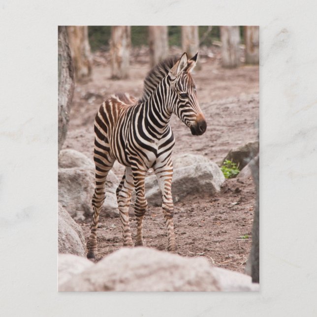 Baby zebra postcard (Front)