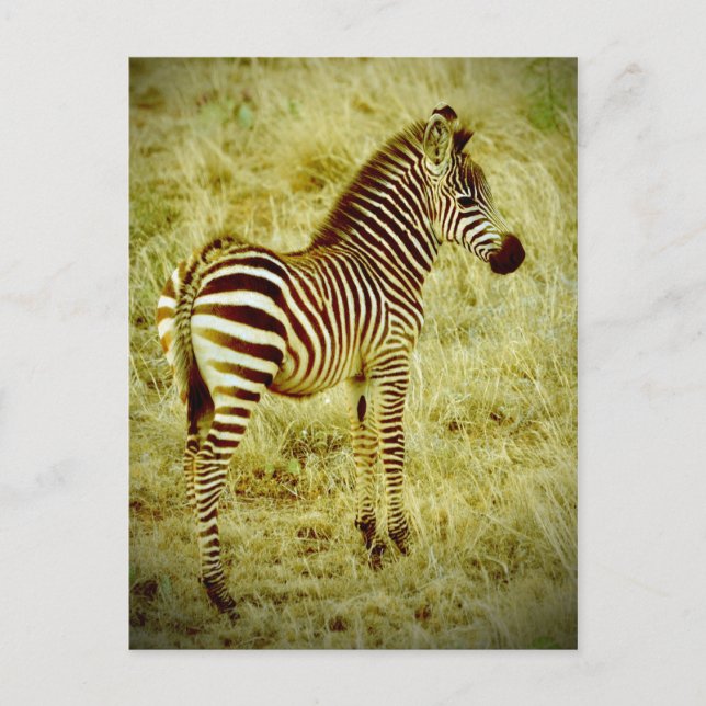 Baby Zebra Postcard (Front)