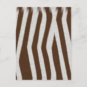 Baby Zebra Postcard
