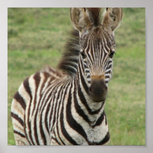 Baby Zebra Poster Print