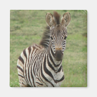 Baby Zebra Square Magnet