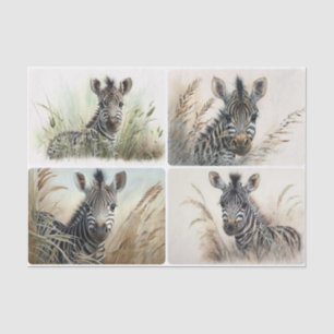 Baby Zebra Tissue Paper