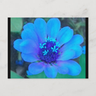 Baby Zinnia in Blue postcard
