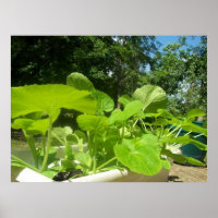 Baby zucchini plants in the front porch garden