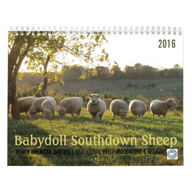 Babydoll Southdown Sheep 2016 NABSSAR Calendar (Cover)