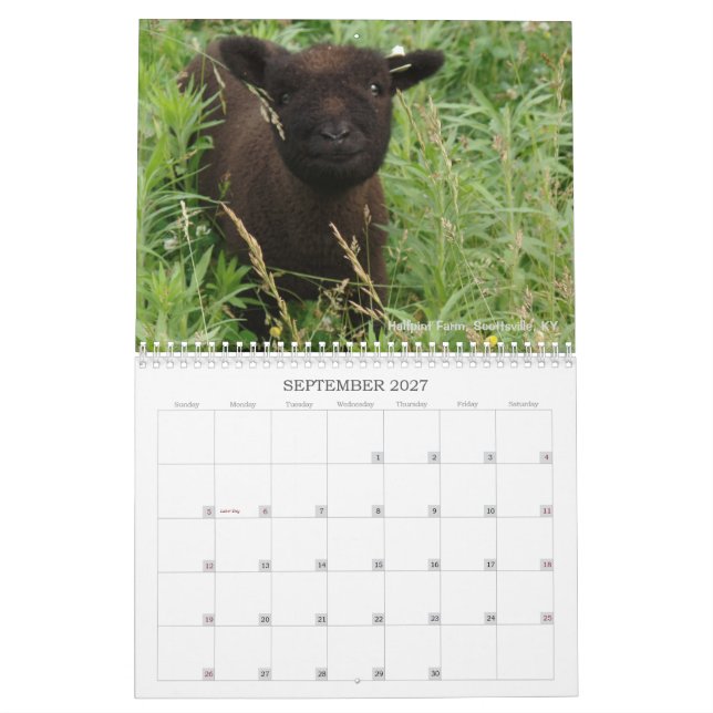 Babydoll Southdown Sheep 2017 NABSSAR Calendar (Sep 2027)