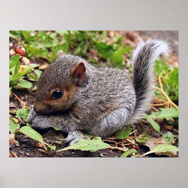 BabyGrey Poster (Front)