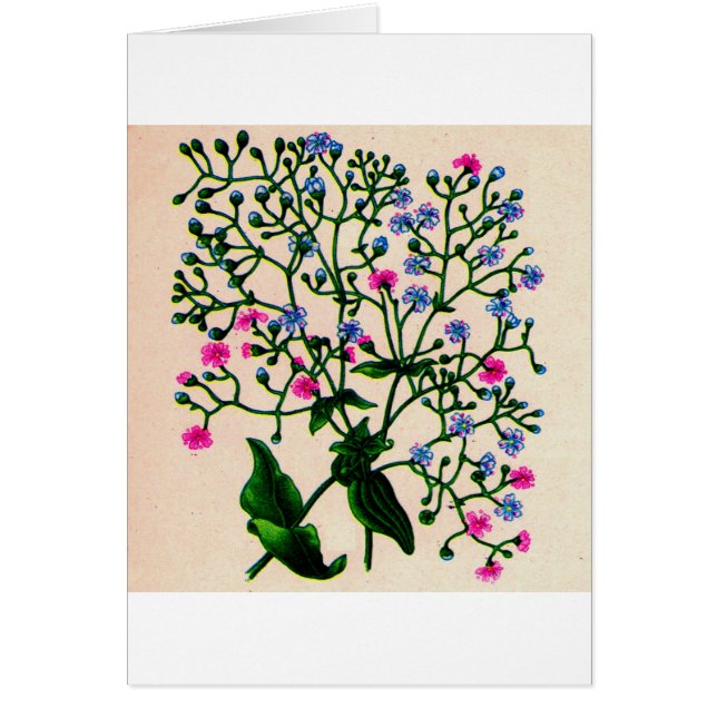 baby's breath gypsophila (Front)