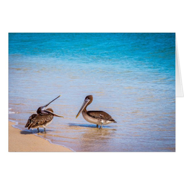Bachas Beach Pelicans (Front Horizontal)