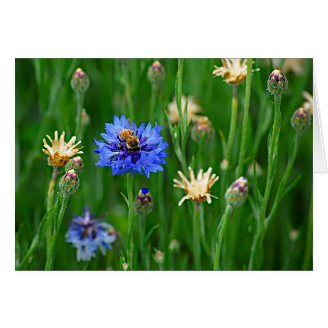 Bachelor Button Bee (Front Horizontal)