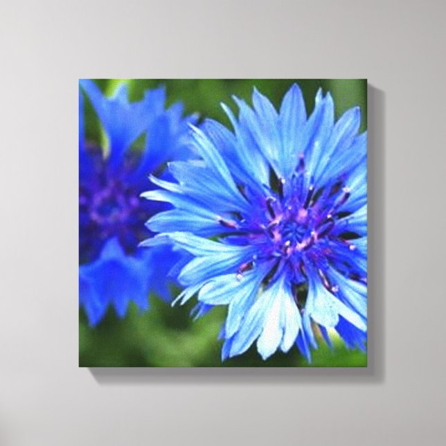 Bachelor Buttons Canvas Print (Front)