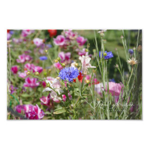 Bachelor Buttons Photo Print