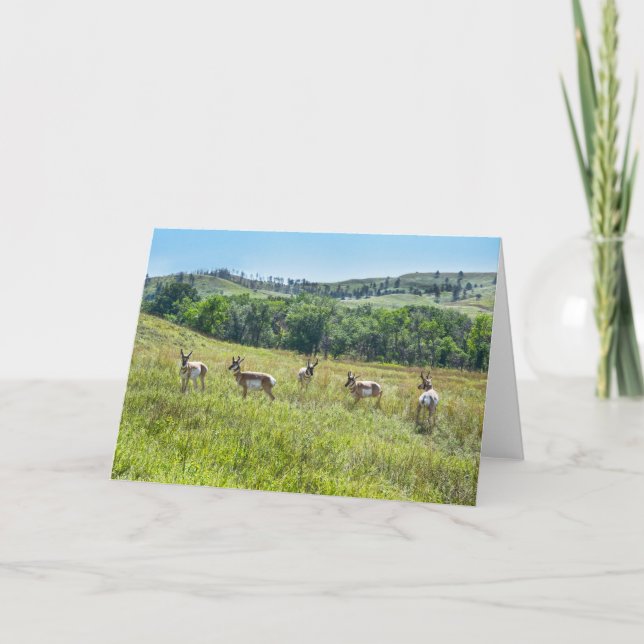 Bachelor Pronghorn Antelopes, South Dakota Card (Front)