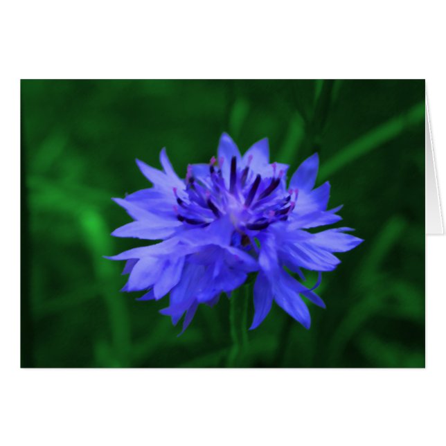 Bachelor's Button (Front Horizontal)