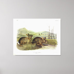 Bachman's Hare, Western Brush Rabbit by Audubon Canvas Print