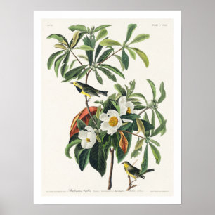 Bachman's Warbler by Audubon Poster