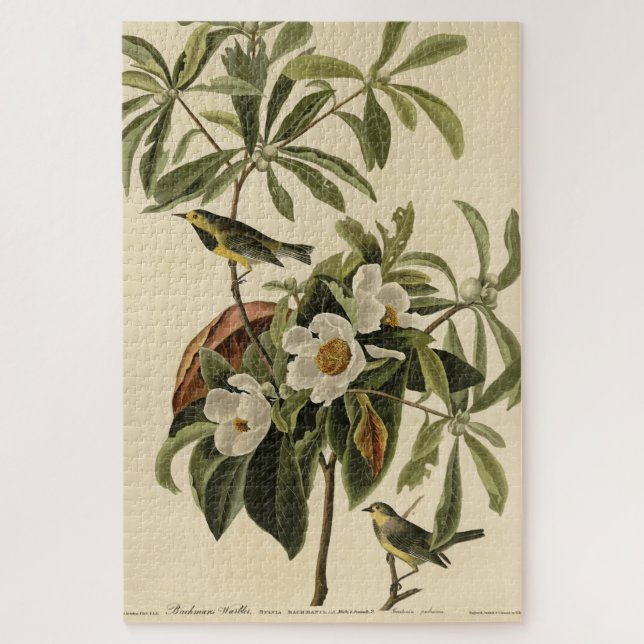 Bachman's Warbler, from Audubon's Birds of America Jigsaw Puzzle (Vertical)