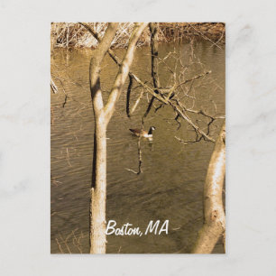 Back Bay Fens Wildlife Postcard