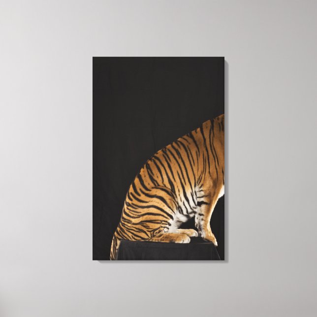 Back end of tiger sitting on platform canvas print (Front)