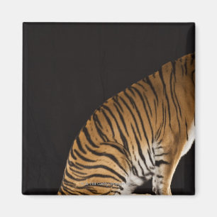 Back end of tiger sitting on platform magnet