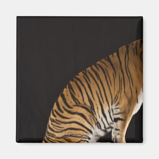 Back end of tiger sitting on platform magnet (Front)